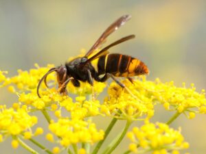 vespa velutina finelli
