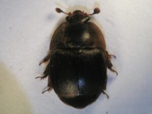 aethina tumida